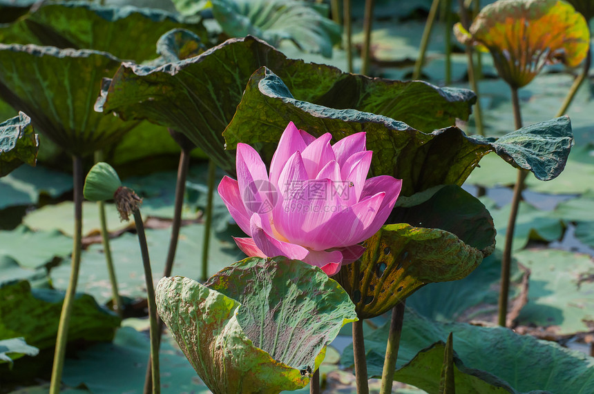 池塘上的粉红莲花花花花瓣花园佛教徒反射草本植物文化宗教镜子公园热带图片
