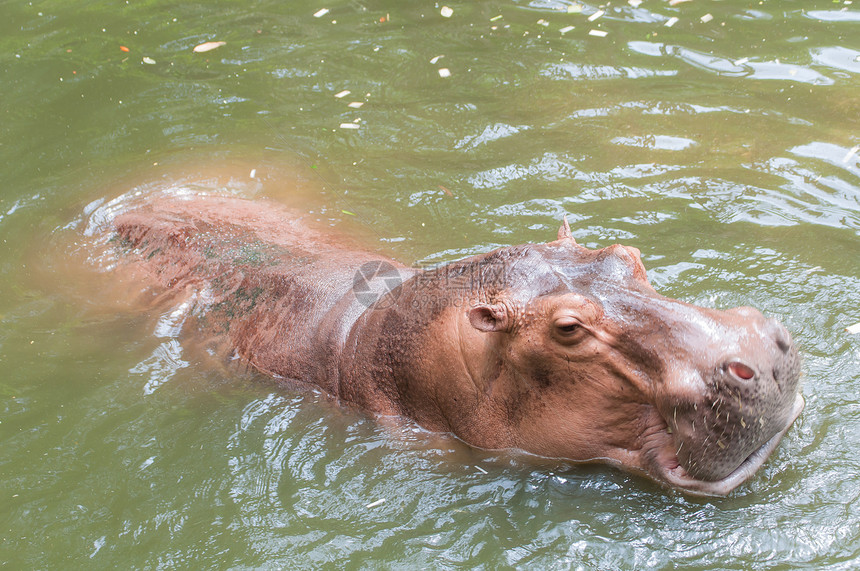 游泳池里的河马动物园身体哺乳动物野生动物动物群眼睛荒野水陆游泳公园图片