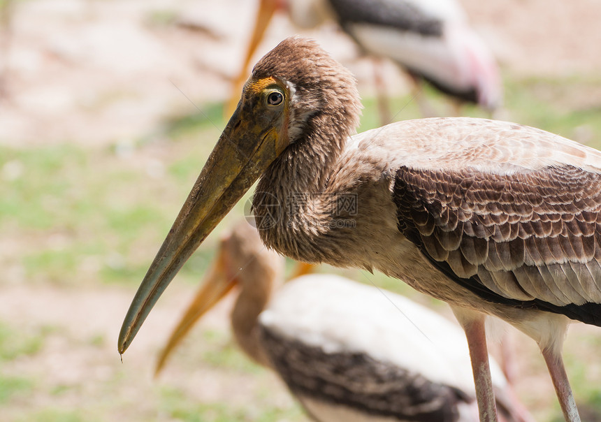 Kabbaw鸟海滨火花邮政荒野水平休息动物羽毛阳光棕色图片