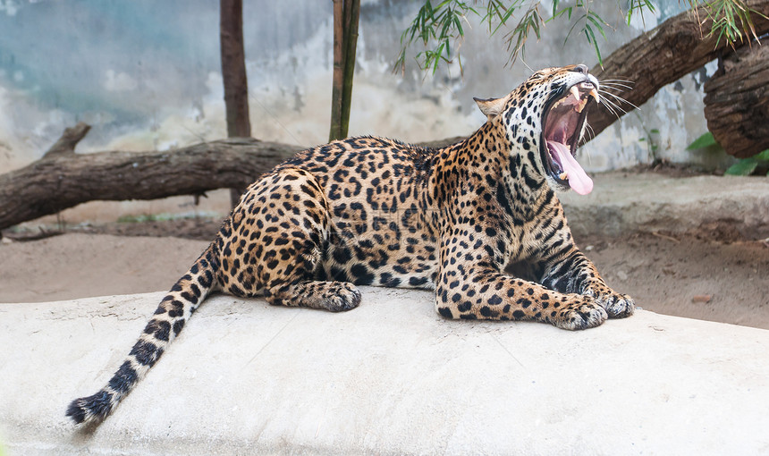 岩石上漂浮着的悬崖爪子大猫猫科哺乳动物摄影动物濒危毛皮动物园野生动物图片