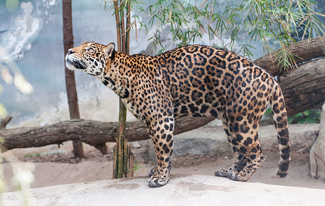 动物园之星猎豹之星濒危猫科动物晶须岩石物种大猫动物园危险哺乳动物背景