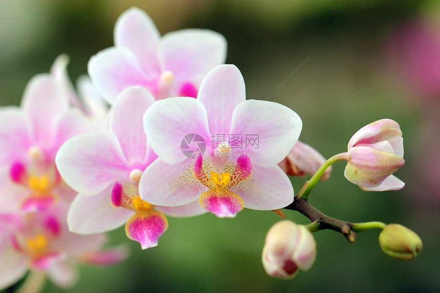 特写美丽的兰花草本植物学草地快乐叶子植物花园生活农业热带图片