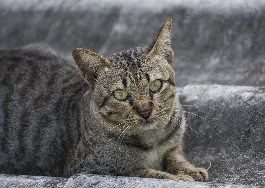 屋顶上的猫肖像鼻子耳朵小猫猫科老虎动物头发白色胡子眼睛图片
