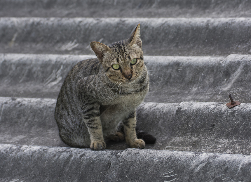 屋顶上的猫肖像绿色眼睛鼻子动物耳朵白色头发条纹小猫宠物图片