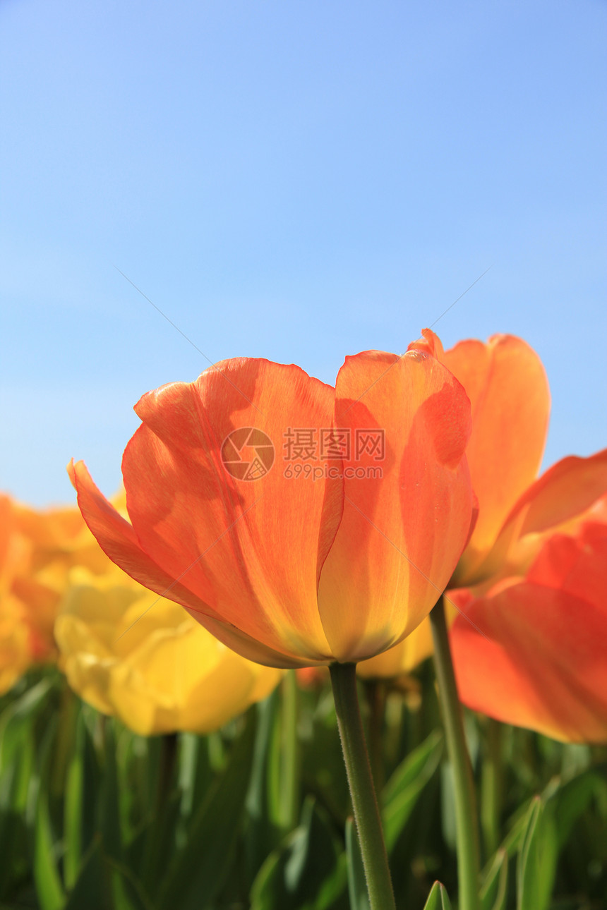 黄色和橙色郁金香花束橙子季节性宏观农业生长场地概念花瓣阳光图片