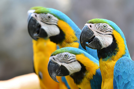 蓝色和黄色金刚鹦鹉活力热带鹦鹉羽毛鸟舍动物金子野生动物宠物背景图片