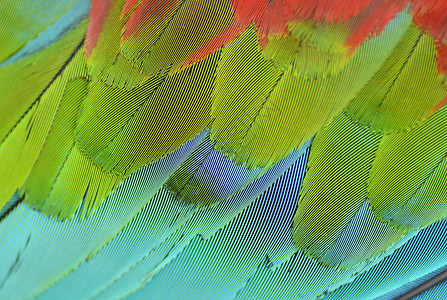 紧紧的红红色金刚鹦鹉翅膀鹦鹉荒野羽毛野生动物黄色金子情调异国鸟类动物背景图片