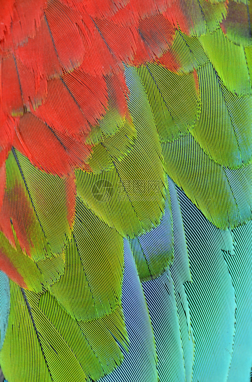 紧紧的红红色金刚鹦鹉翅膀情调宠物异国绿色鹦鹉鸟类动物野生动物蓝色金子图片