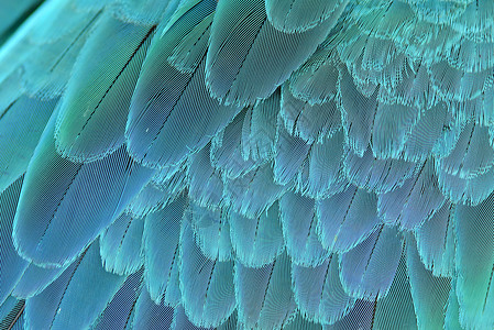蓝色和黄色金刚鹦鹉翼宠物情调动物羽毛热带动物群鹦鹉翅膀绿色异国背景图片