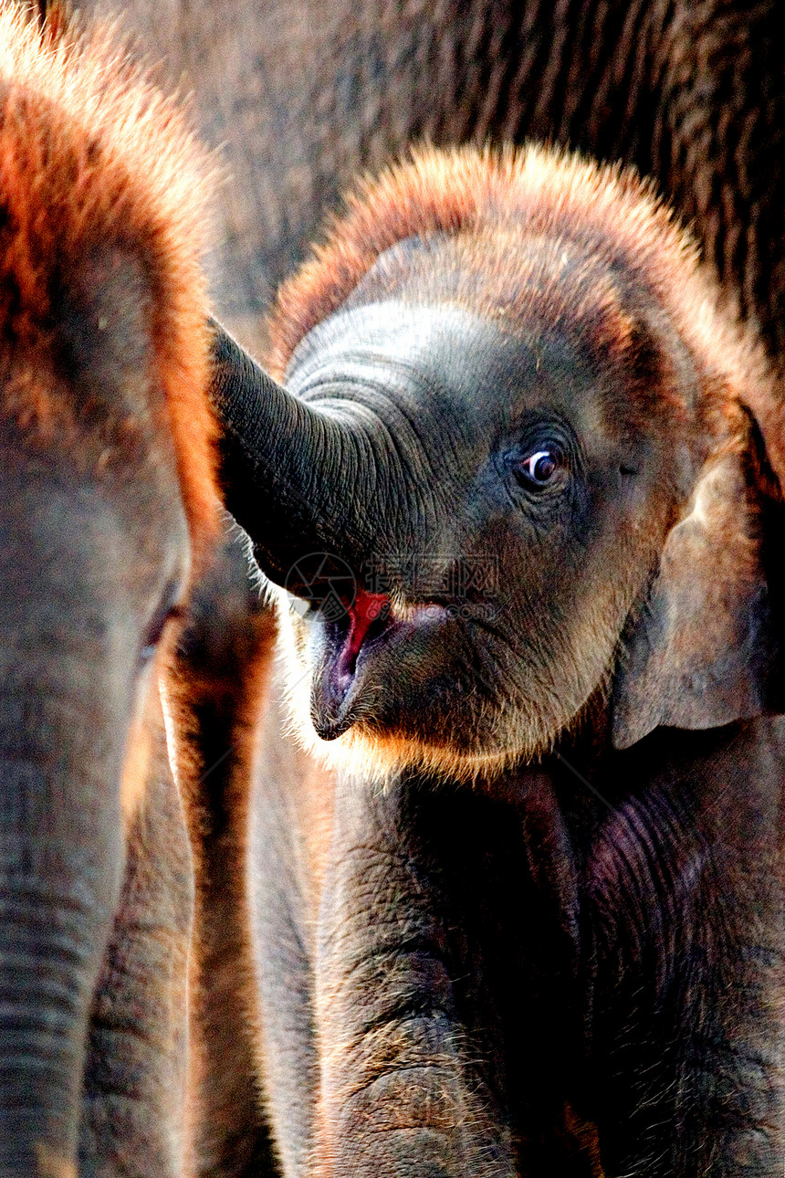 泰国大象的微笑图片