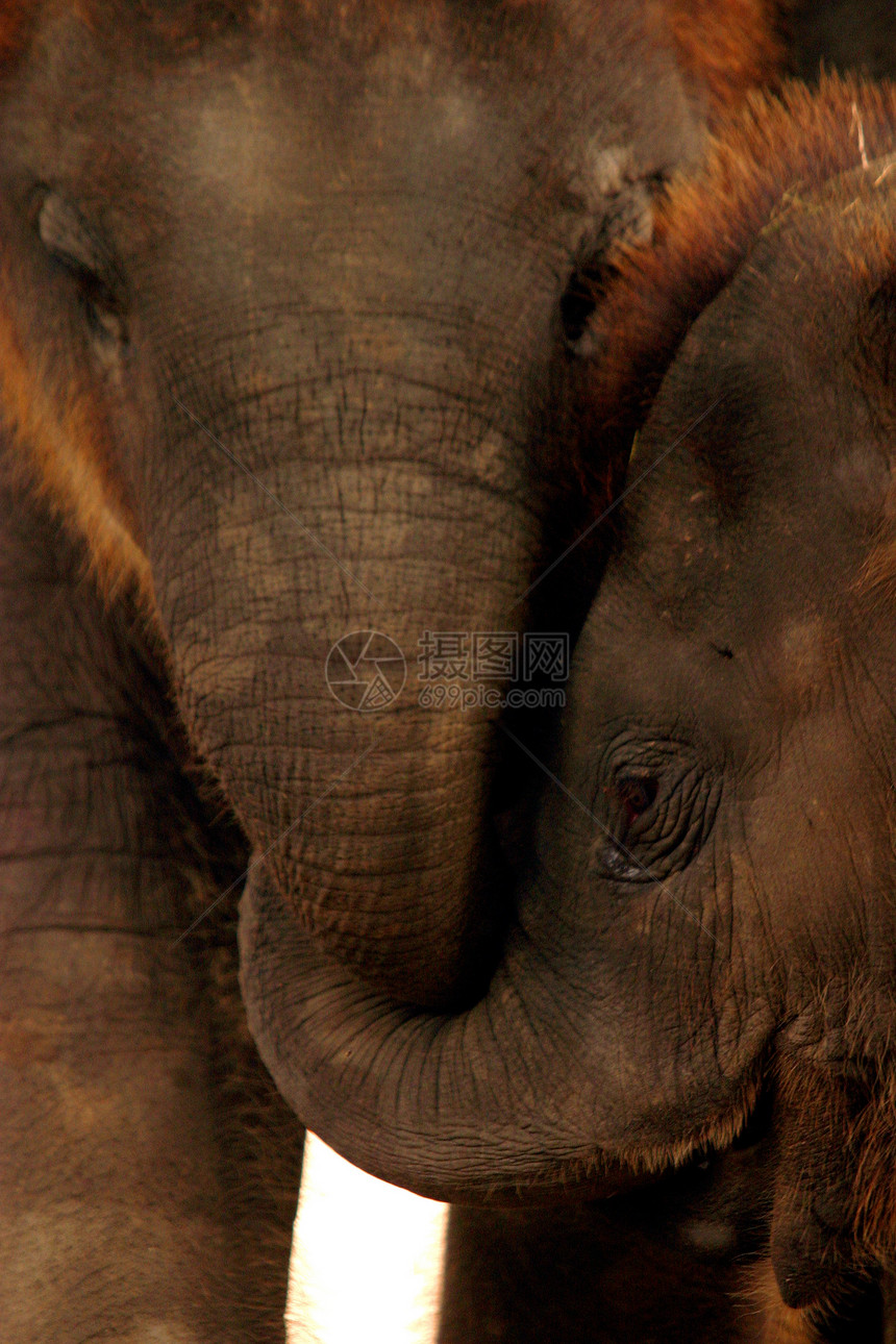 站在她母亲大腿中间的亚洲小象婴儿图片