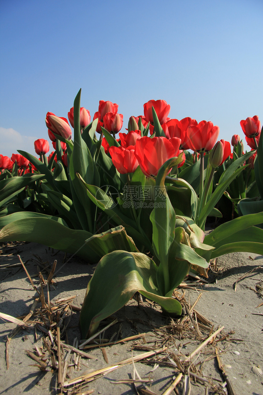 字段中的红色郁金香概念季节性植物群花束绿色灯泡天空宏观阳光生长图片