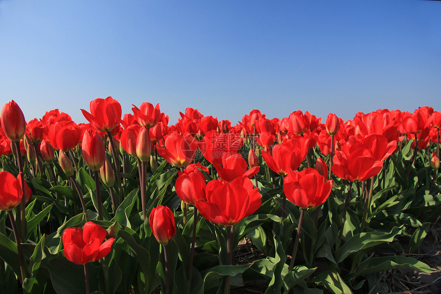 字段中的红色郁金香阳光植物群绿色场地生长概念天空花束季节性农业图片