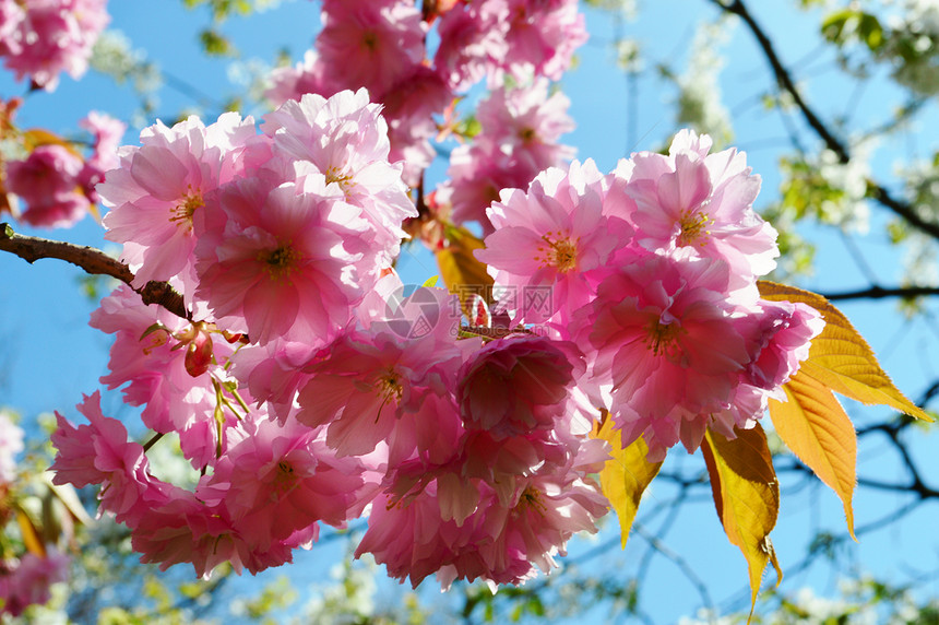 粉红花朵叶子季节粉色蓝天季节性图片