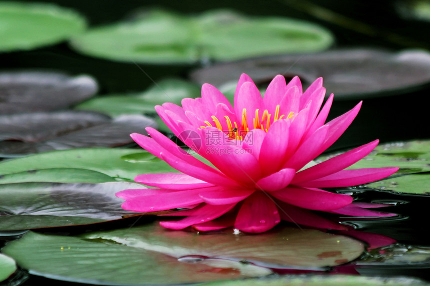 美丽的鲜花莲花植物学生长快乐热带场地花束草地生活叶子池塘图片