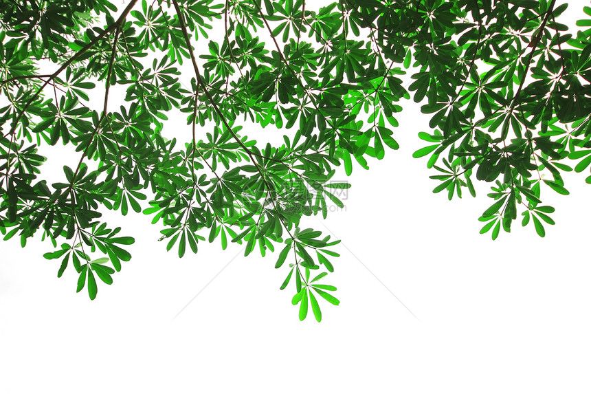绿叶叶地球草地古董植物群环境木头树干木材墙纸花园图片