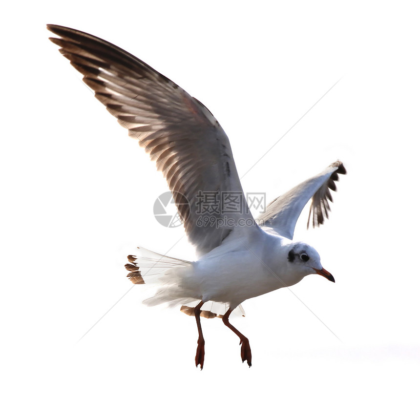 飞行海鸥海岸线天空羽毛海鸟行动鸟群翅膀海滩动物宠物图片