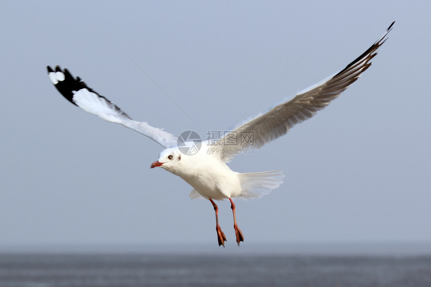 飞行海鸥道路宠物行动翅膀自由天空阳光鸟群海滩野外动物图片