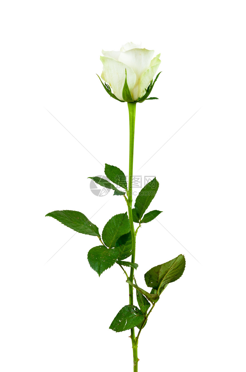 白色背景的白玫瑰花图片