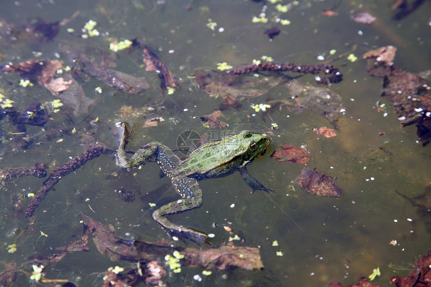绿青蛙在水中野生动物热带两栖宏观动物青蛙绿色蟾蜍叶子环境图片