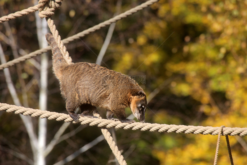 环尾 Coati Nasua nasua毛皮清道夫食肉荒野鼻子尾巴浣熊眼睛动物外套图片