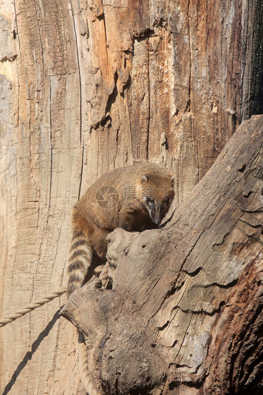 环尾 Coati Nasua nasua荒野毛皮动物清道夫外套爪子鼻子浣熊食肉眼睛图片