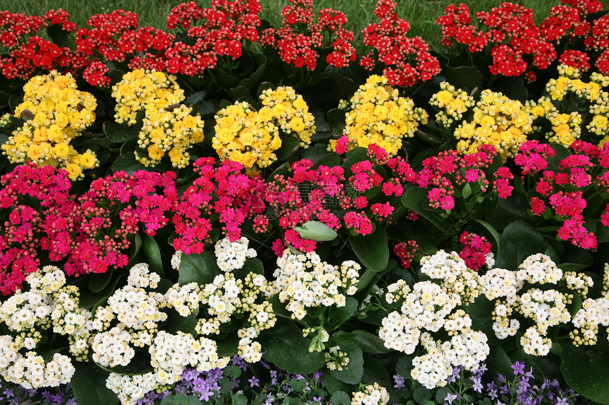 花园中的花朵房子园艺地面园丁人行道路面植物院子上诉植物群图片