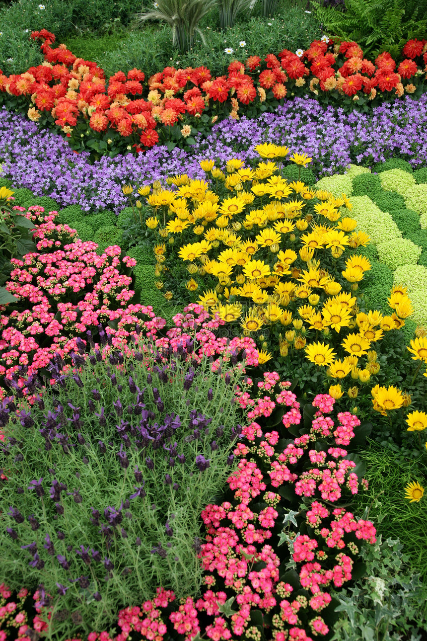 花园中的花朵路面后院院子植物群园丁植物上诉地面园艺房子图片