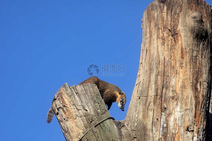 环尾 Coati Nasua nasua爪子荒野环境外套毛皮眼睛食肉鼻子清道夫浣熊图片