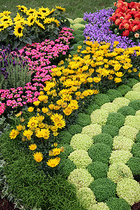 花园中的花朵院子后院园丁植物群地面植物园林路面园艺上诉图片