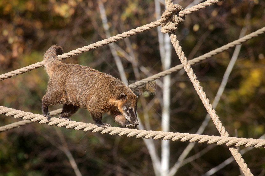 环尾 Coati Nasua nasua尾巴食肉眼睛环境毛皮动物哺乳动物荒野清道夫外套图片