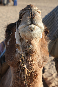 野外骆驼头目运输水平沙丘旅行野生动物脖子动物沙漠旅游背景图片