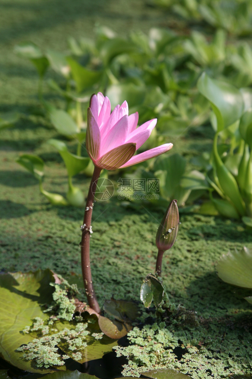 水花花池塘情调冥想季节花瓣蜂蜜公园热带荷花植物图片