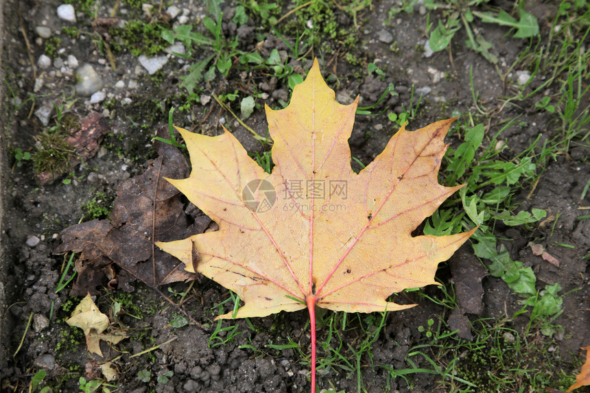 秋叶墙纸红色活力季节叶子黄色季节性图片