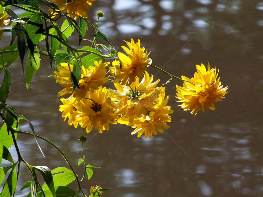 湖边的黄花图片