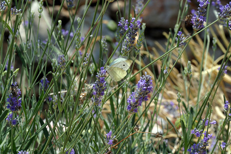 白蝴蝶食用蓝花绿色动物蓝色花园昆虫飞行白色鳞翅目紫色翅膀背景图片