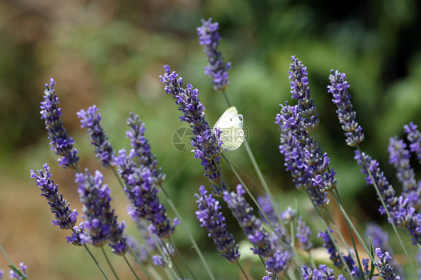 白蝴蝶食用蓝花昆虫翅膀紫色白色飞行鳞翅目绿色动物蓝色花园图片