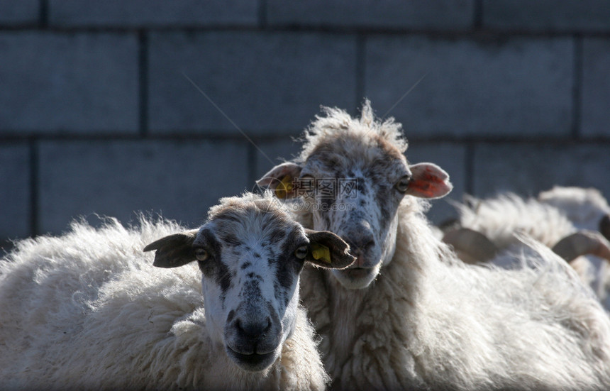 绵羊环境农场羊肉动物企业草地国家农村家畜牧场图片
