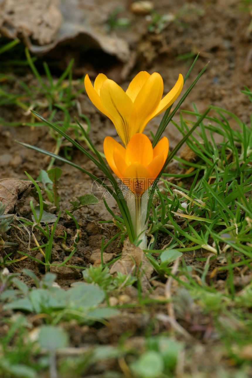 鳄锥体红花投标季节公园植物群花园草地森林植被季节性图片