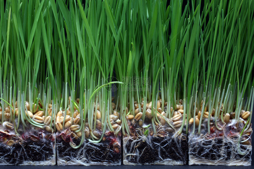 增长小麦培育商业植物概念工作室生长棕榈发育燕麦叶子图片