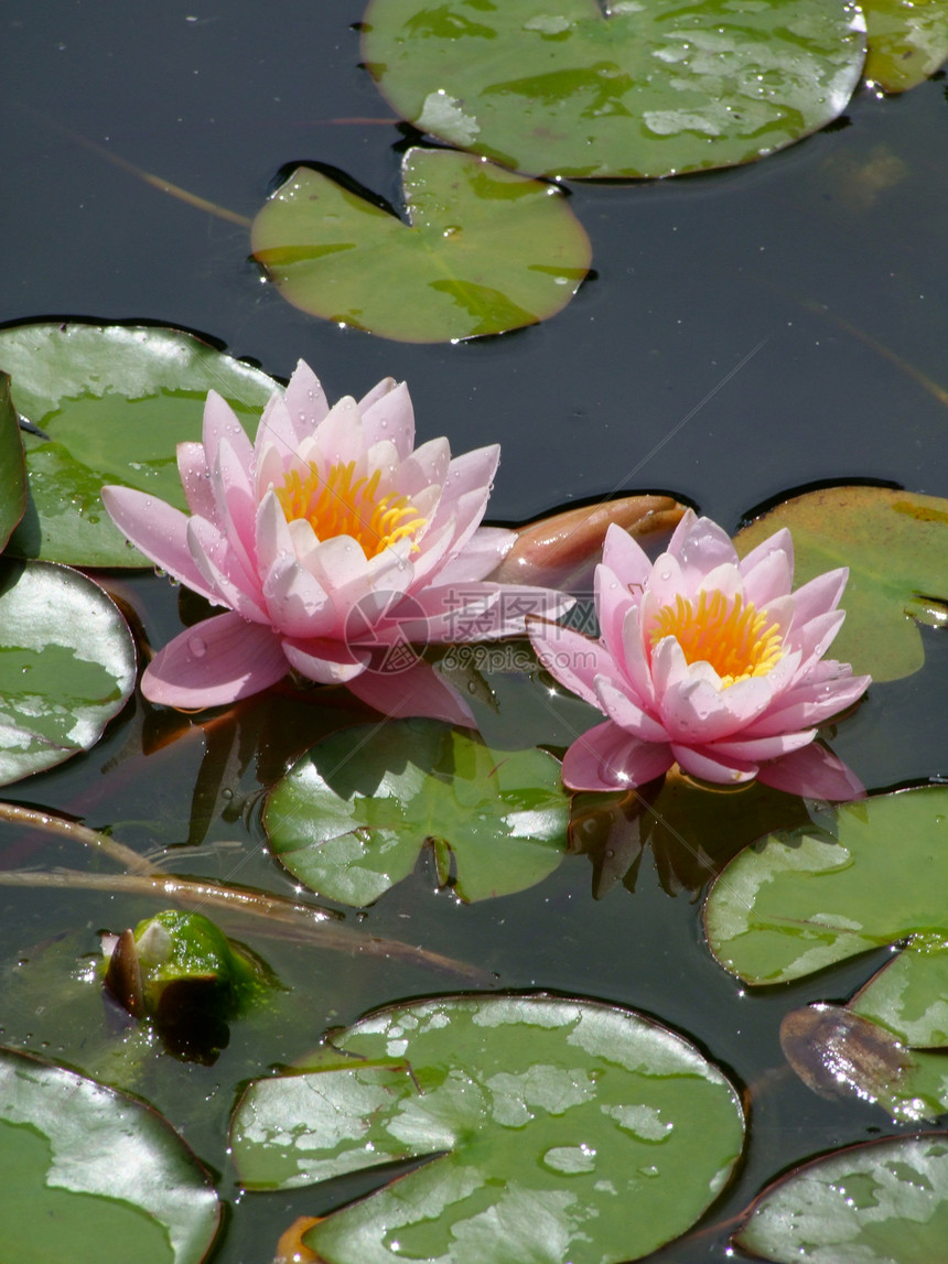 水花花荷花蜂蜜季节叶子百合花瓣宏观花园情调池塘图片