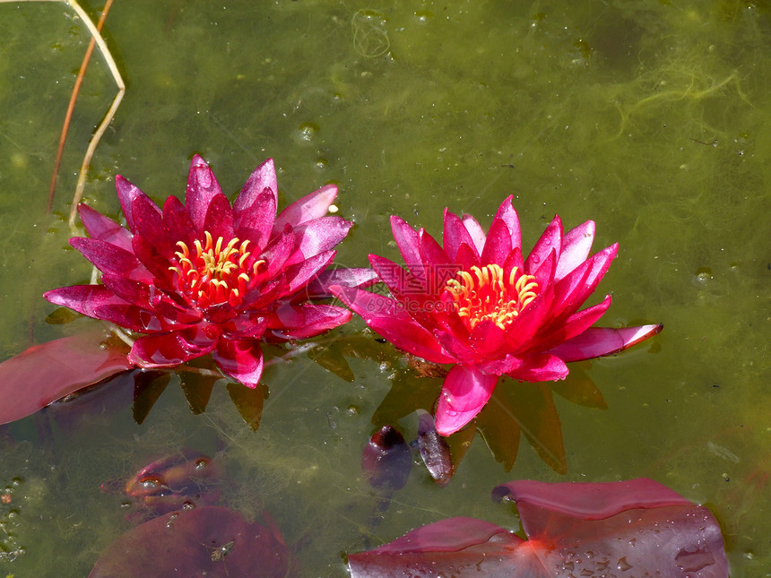 水花花叶子蜂蜜百合荷花花园季节情调池塘植物花瓣图片