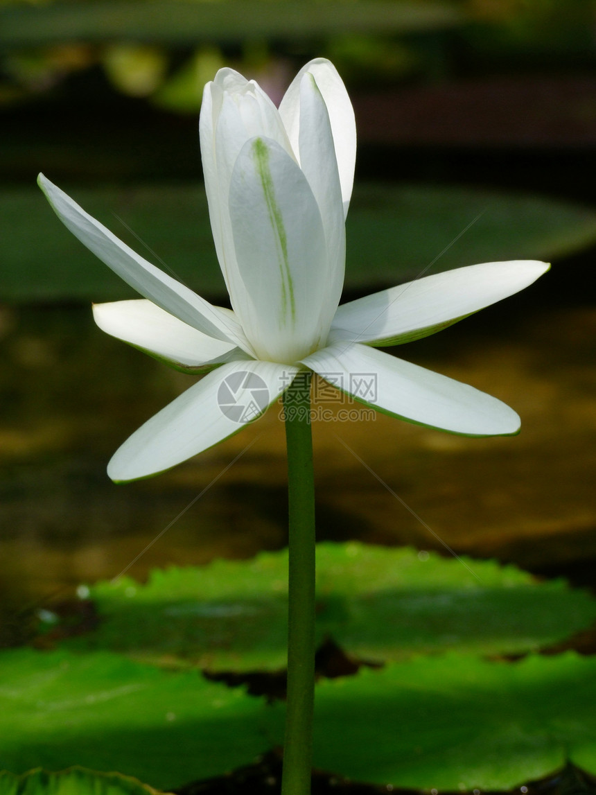 水立花 莲花池塘荒野植物学叶子情调季节热带公园异国荷花图片