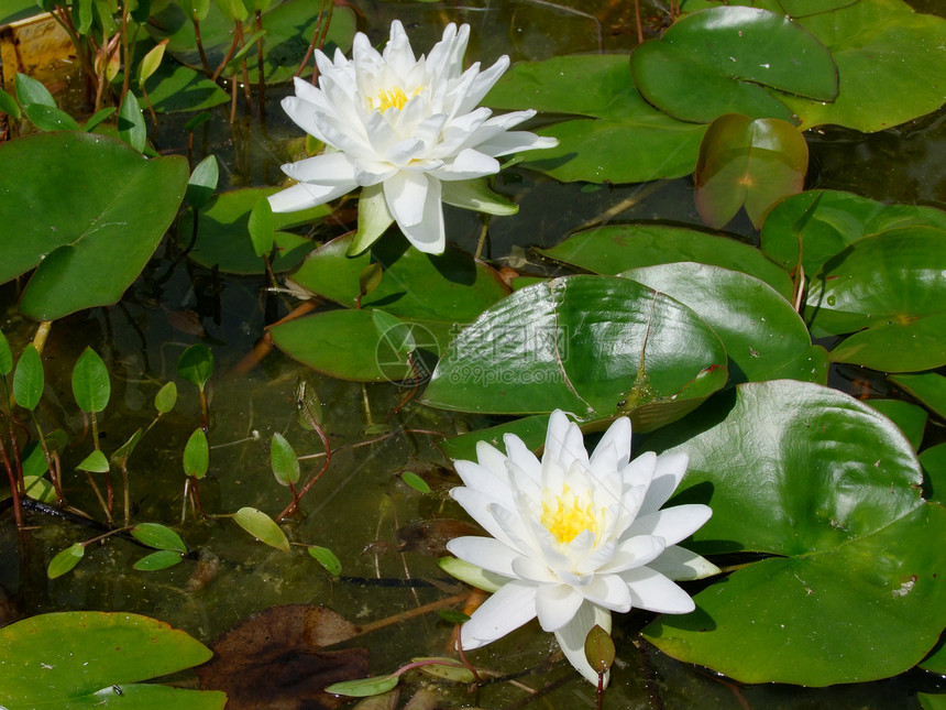 水下叶子热带荒野植物情调公园花园季节冥想蜂蜜图片