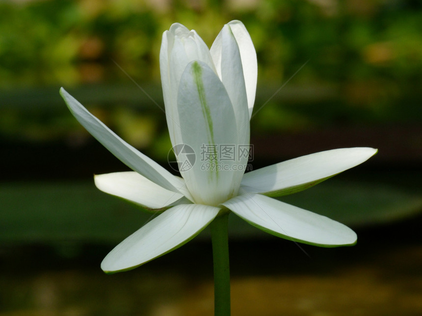 水立花 莲花植物学植物异国叶子百合热带季节冥想池塘花园图片