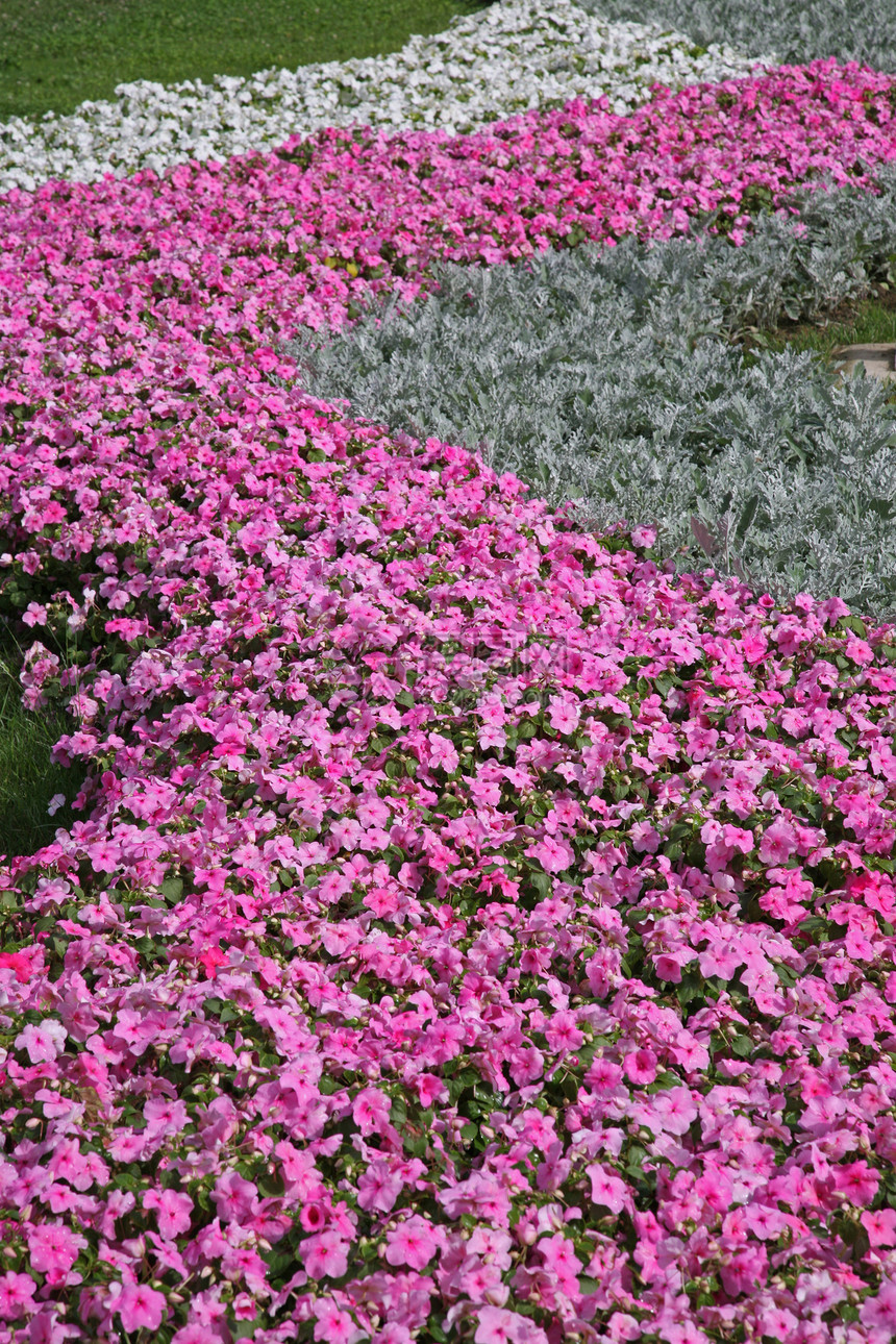 花园中的花朵园艺地面植物绿化抑制房子园林公园人行道后院图片