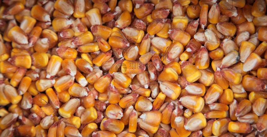甜甜玉米核心玉米植物营养种子粮食烹饪生产食物饮食图片