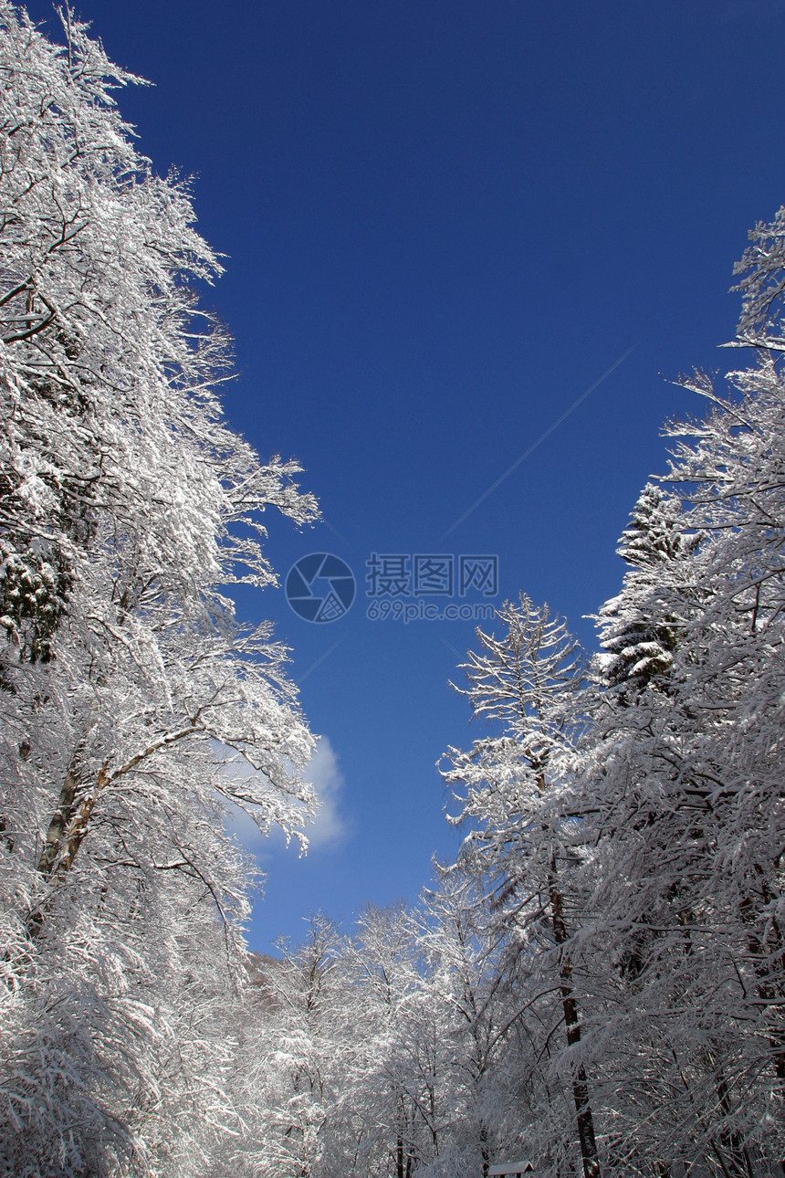 下雪下的冬季风景树阴影阳光气候针叶荒野寒冷场景滑雪蓝色运动图片