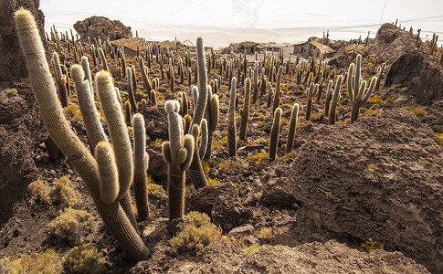 乌尤尼萨勒的Cacti高清图片