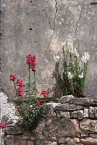 墙上的花朵概念象征性石头天空生长植物群背景图片